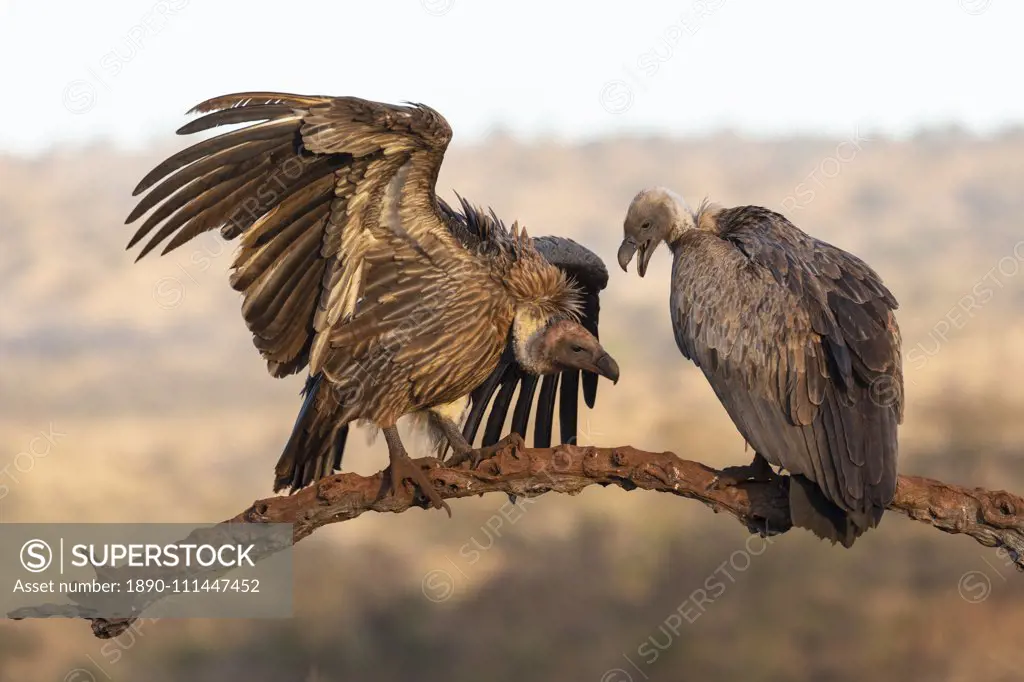 Whitebacked vultures (Gyps africanus), Zimanga private game reserve, KwaZulu-Natal, South Africa, Africa