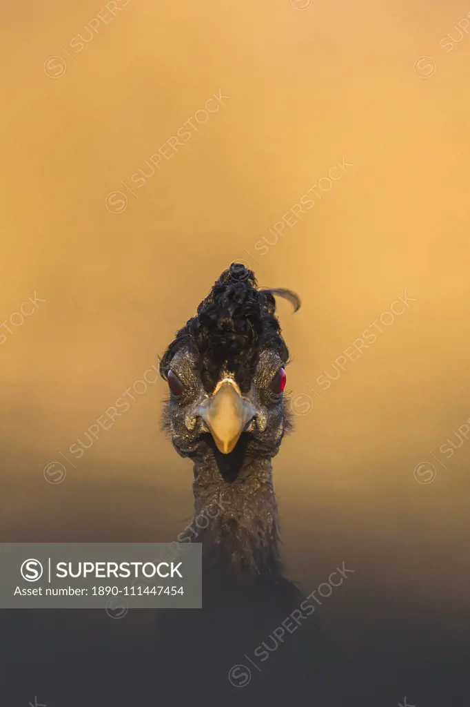 Crested guineafowl (Guttera pucherani), Zimanga game reserve, KwaZulu-Natal, South Africa, Africa