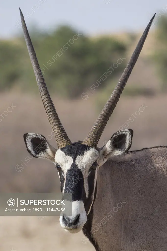 Gemsbok (Oryx gazella), Kgalagadi Transfrontier Park, South Africa, Africa