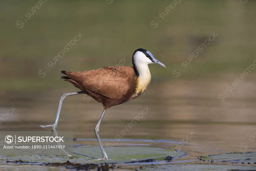 African jacana (Actophilornis africanus), Chobe River, Botswana, Africa