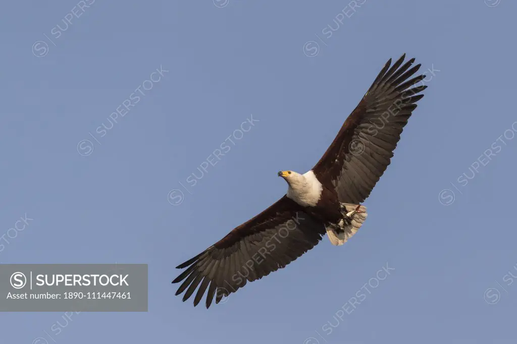 African fish eagle (Haliaeetus vocifer) carrying tiger fish, Chobe River, Botswana, Africa