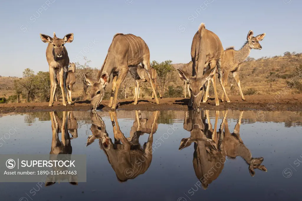 Greater kudu (Tragelaphus strepsiceros) at water, Zimanga private game reserve, KwaZulu-Natal, South Africa, Africa