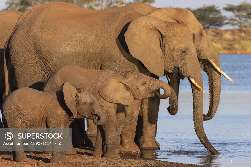 African elephants (Loxodonta africana) drinking, Zimanga game reserve, KwaZulu-Natal, South Africa, Africa