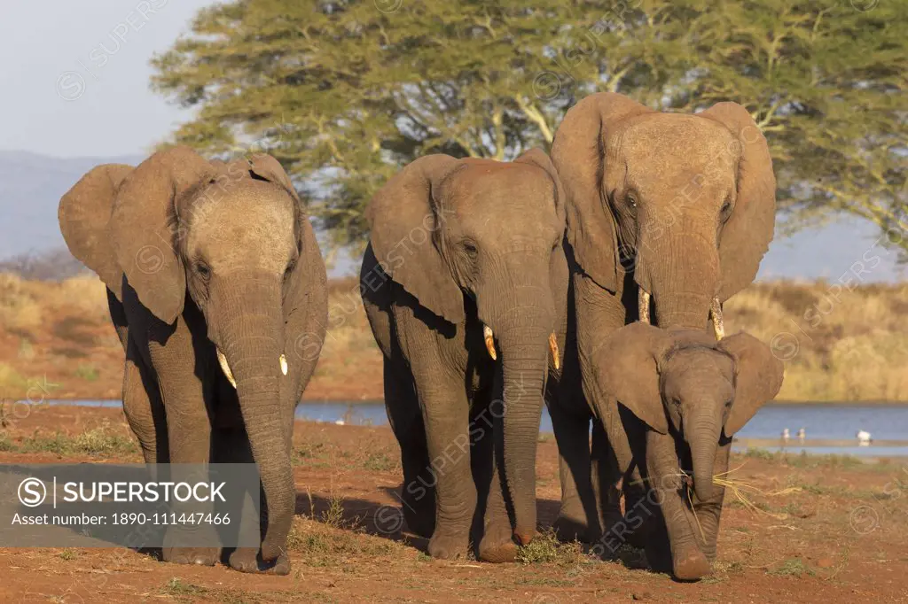 African elephants (Loxodonta africana), Zimanga game reserve, KwaZulu-Natal, South Africa, Africa