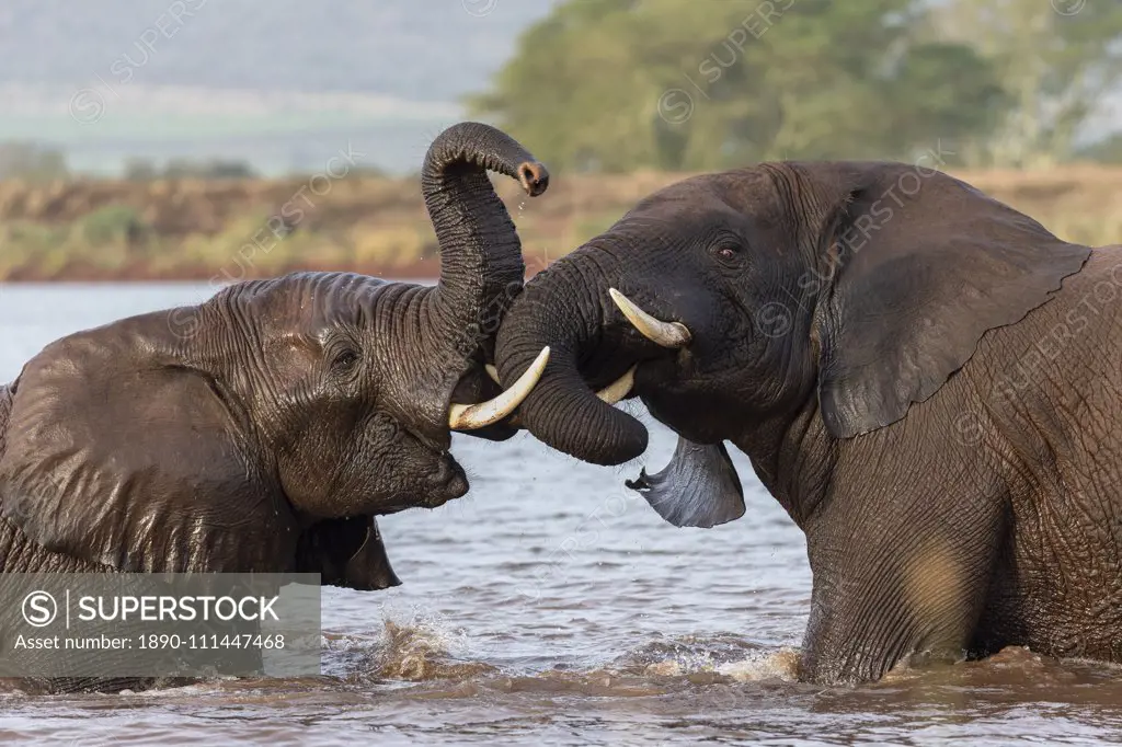 African elephants (Loxodonta africana) playfighting in water, Zimanga game reserve, KwaZulu-Natal, South Africa, Africa