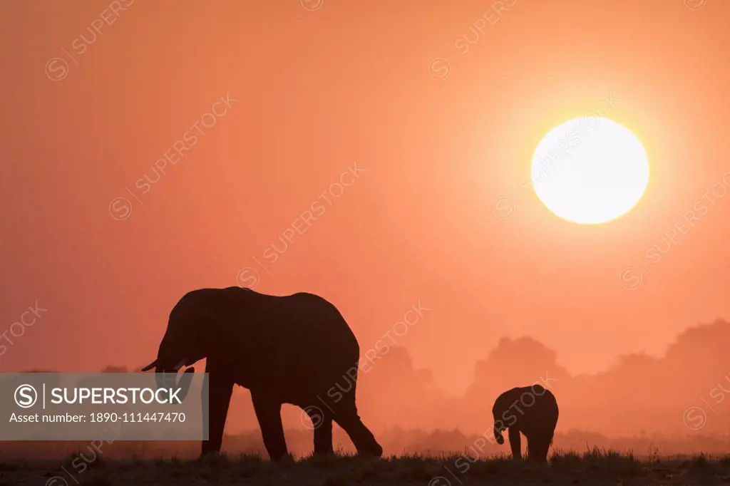 African elephants (Loxodonta africana) at sunset, Chobe National Park, Botswana, Africa