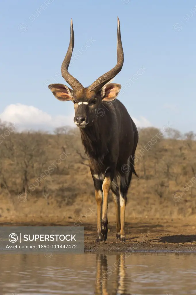 Nyala (Tragelaphus angasii) male at water, Zimanga private game reserve, KwaZulu-Natal, South Africa, Africa