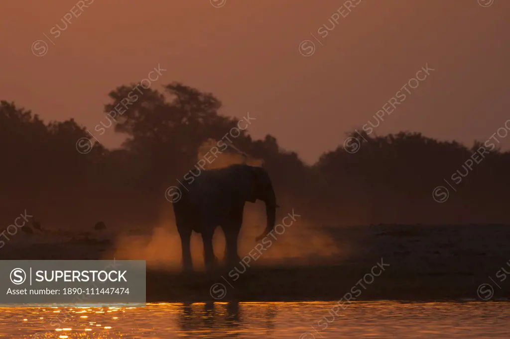 African elephant (Loxodonta africana) dusting at sunset, Chobe National Park, Botswana, Africa