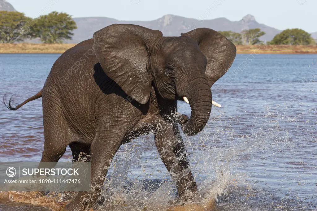 African elephant (Loxodonta africana) in water, Zimanga game reserve, KwaZulu-Natal, South Africa, Africa