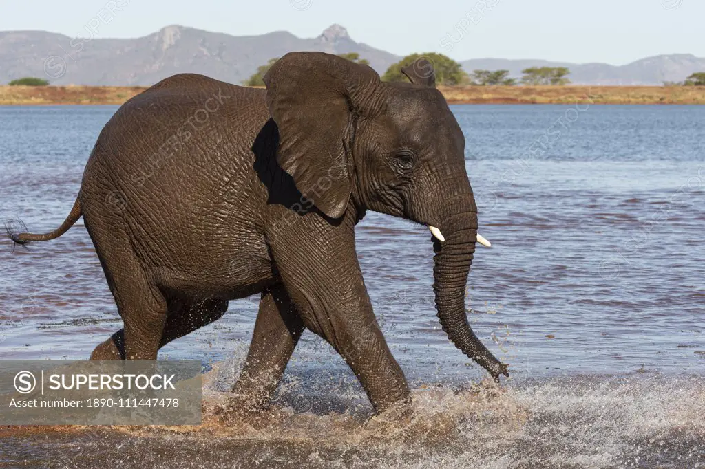 African elephant (Loxodonta africana) in water, Zimanga game reserve, KwaZulu-Natal, South Africa, Africa