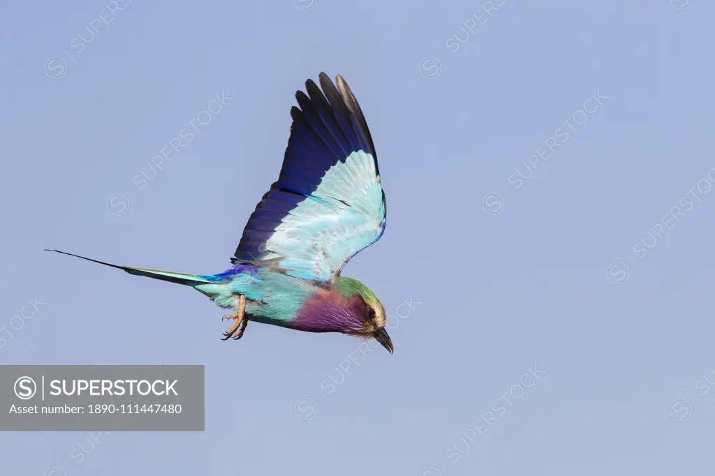 Lilac-breasted roller (Coracias caudatus) in flight, Zimanga game reserve, KwaZulu-Natal., South Africa, Africa