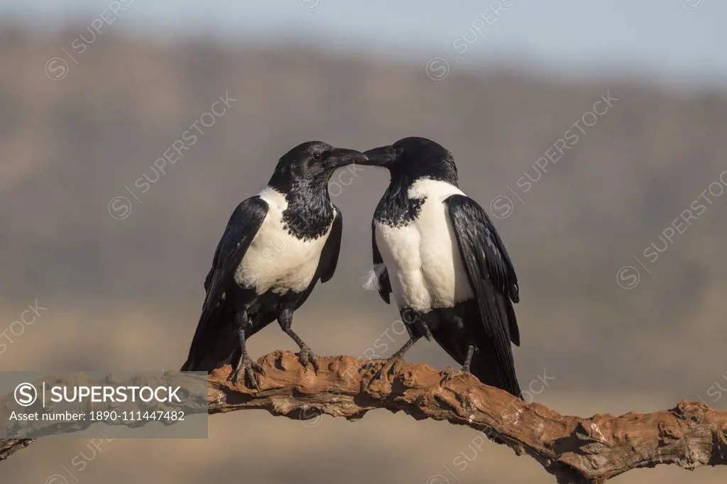 Pied crows (Corvus albus), Zimanga private game reserve, KwaZulu-Natal, South Africa, Africa