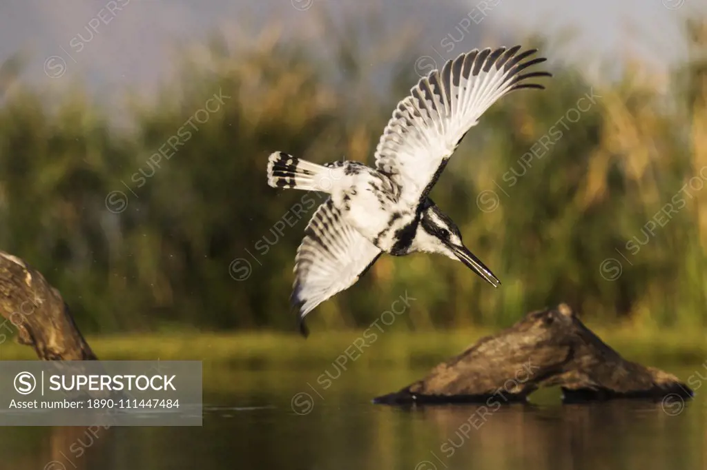 Pied kingfisher (Ceryle rudis) diving, Zimanga private game reserve, KwaZulu-Natal, South Africa, Africa