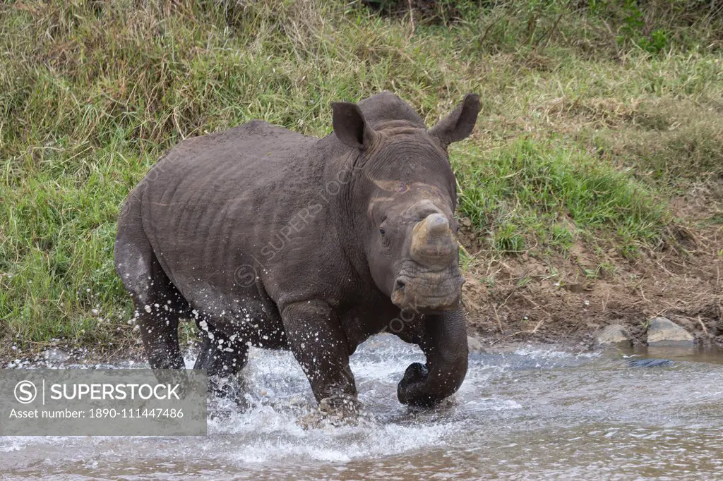 White rhino (Ceratotherium simum) bull, Zimanga private game reserve, KwaZulu-Natal, South Africa, Africa