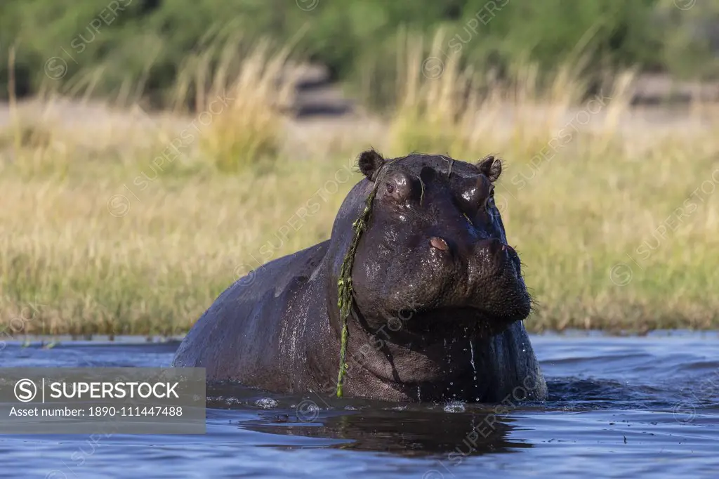 Hippo (Hippopotamus amphibius), Chobe National Park, Botswana, Africa