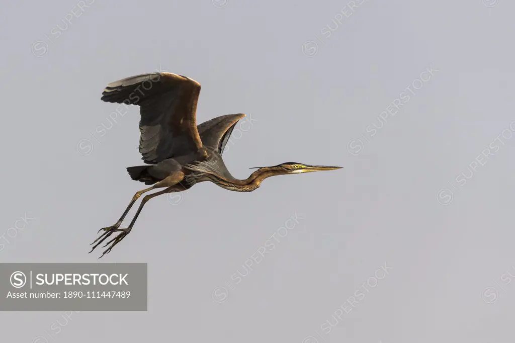 Purple heron (Ardea purpurea), Chobe National Park, Botswana, Africa