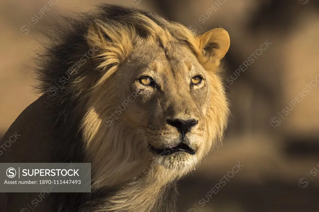 Lion (Panthera leo) male, Kgalagadi Transfrontier Park, South Africa, Africa