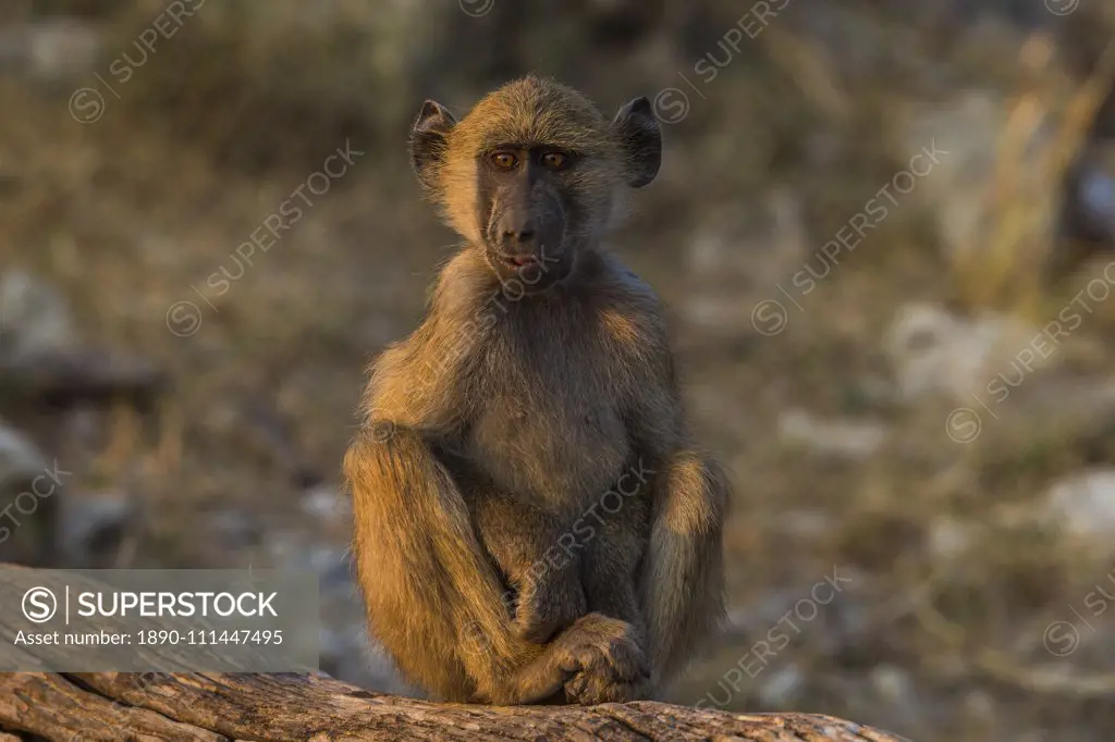 Chacma baboon (Papio ursinus), Chobe National Park, Botswana, Africa