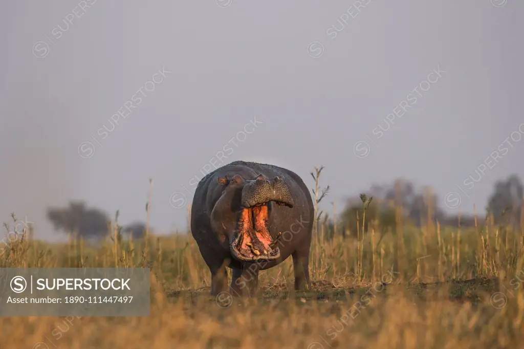 Hippo (Hippopotamus amphibius), Chobe National Park, Botswana, Africa