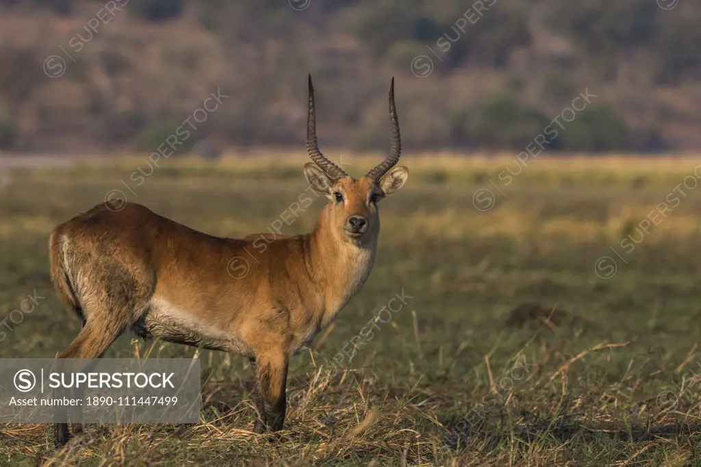 Red lechwe (Kobus leche), Chobe National Park, Botswana, Africa