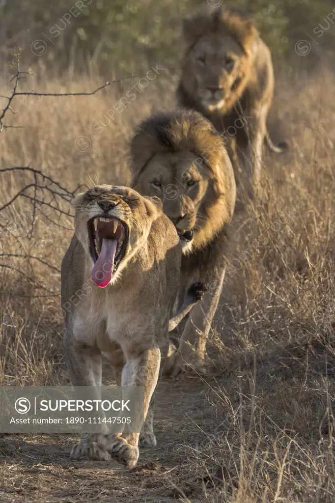 Lion (Panthera leo) pride on the move, Zimanga private game reserve, KwaZulu-Natal, South Africa, Africa