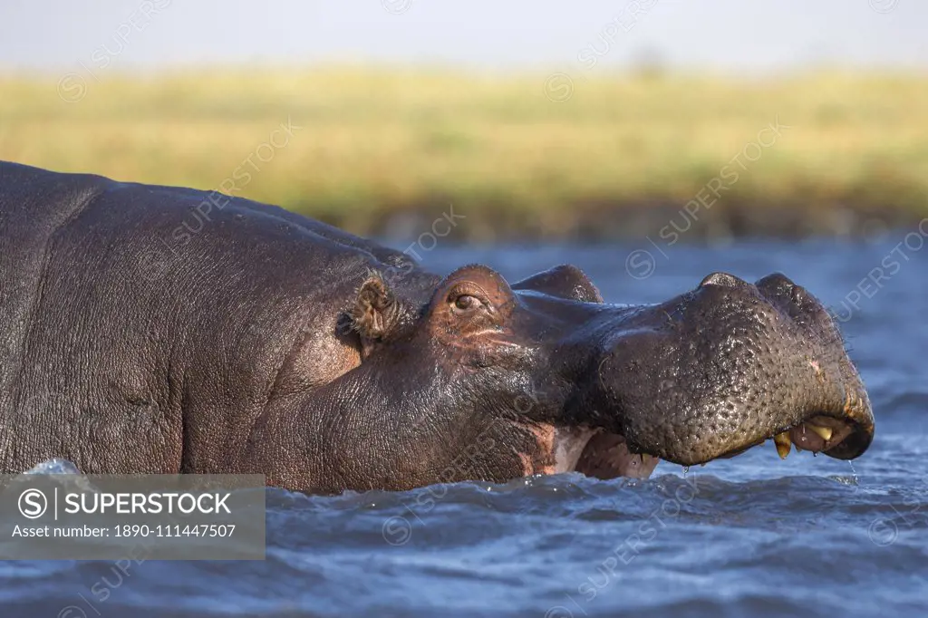 Hippo (Hippopotamus amphibius), Chobe National Park, Botswana, Africa