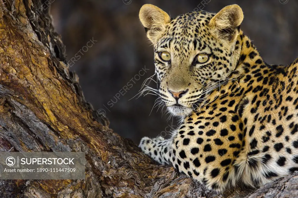 Leopard (Panthera pardus) female, Kgalagadi Transfrontier Park, South Africa, Africa