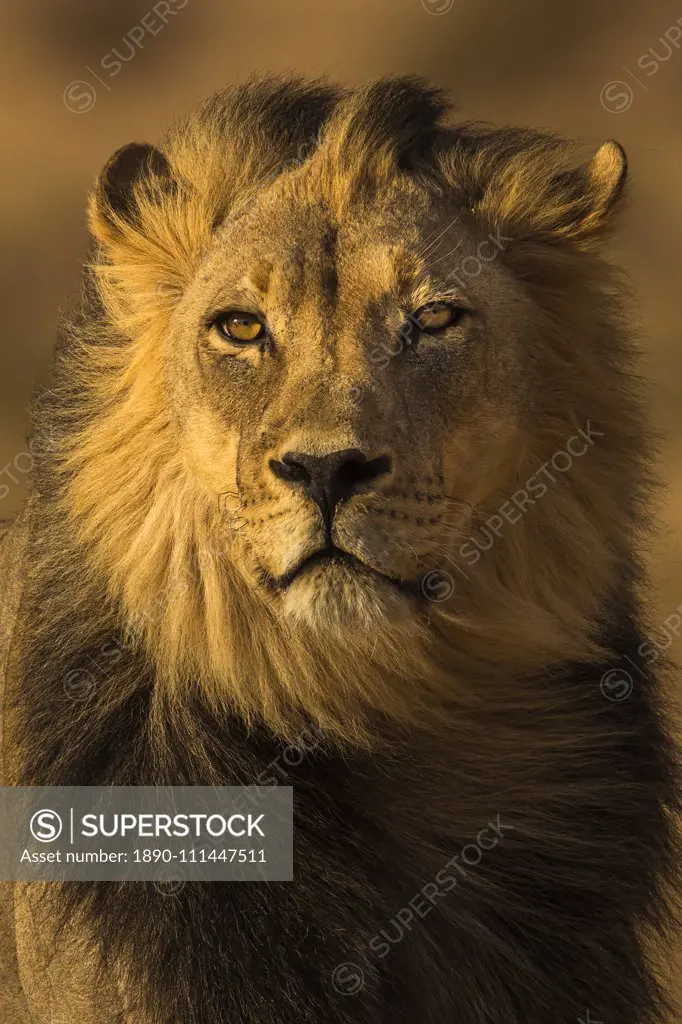 Lion (Panthera leo) male, Kgalagadi Transfrontier Park, South Africa, Africa