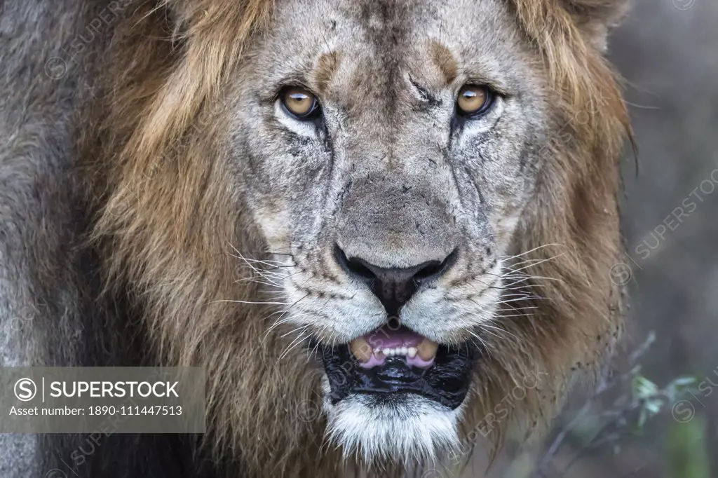 Lion (Panthera leo), Zimanga private game reserve, KwaZulu-Natal, South Africa, Africa