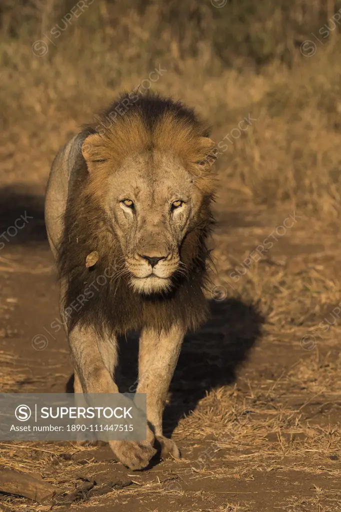 Lion (Panthera leo), Zimanga private game reserve, KwaZulu-Natal, South Africa, Africa