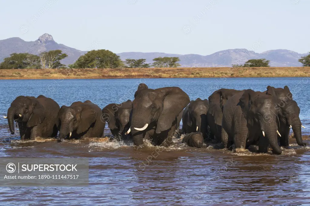 African elephants (Loxodonta africana) in water, Zimanga game reserve, KwaZulu-Natal, South Africa, Africa