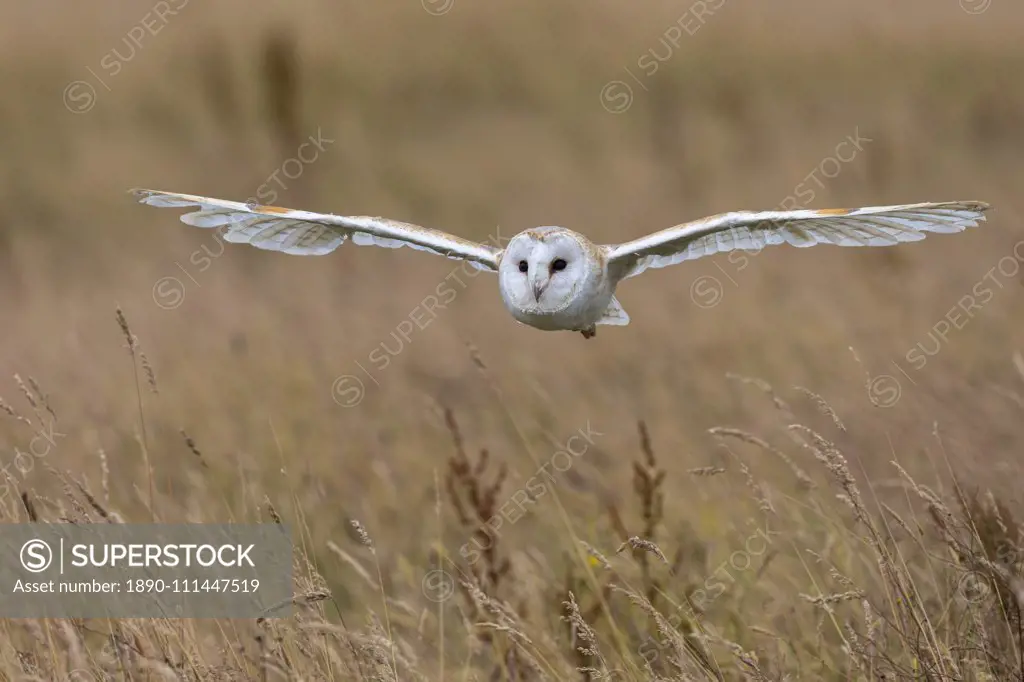 Barn owl (Tyto alba), captive, Cumbria, England, United Kingdom, Europe