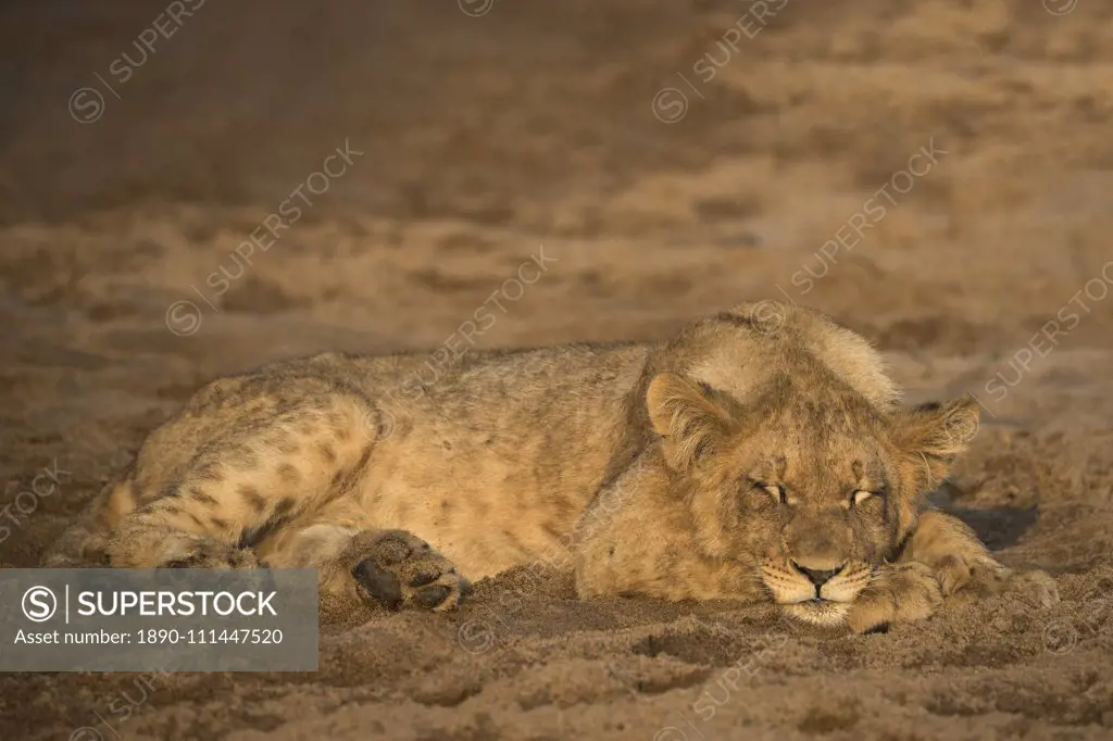 Lion (Panthera leo) cub sleeping, Zimanga private game reserve, KwaZulu-Natal, South Africa, Africa