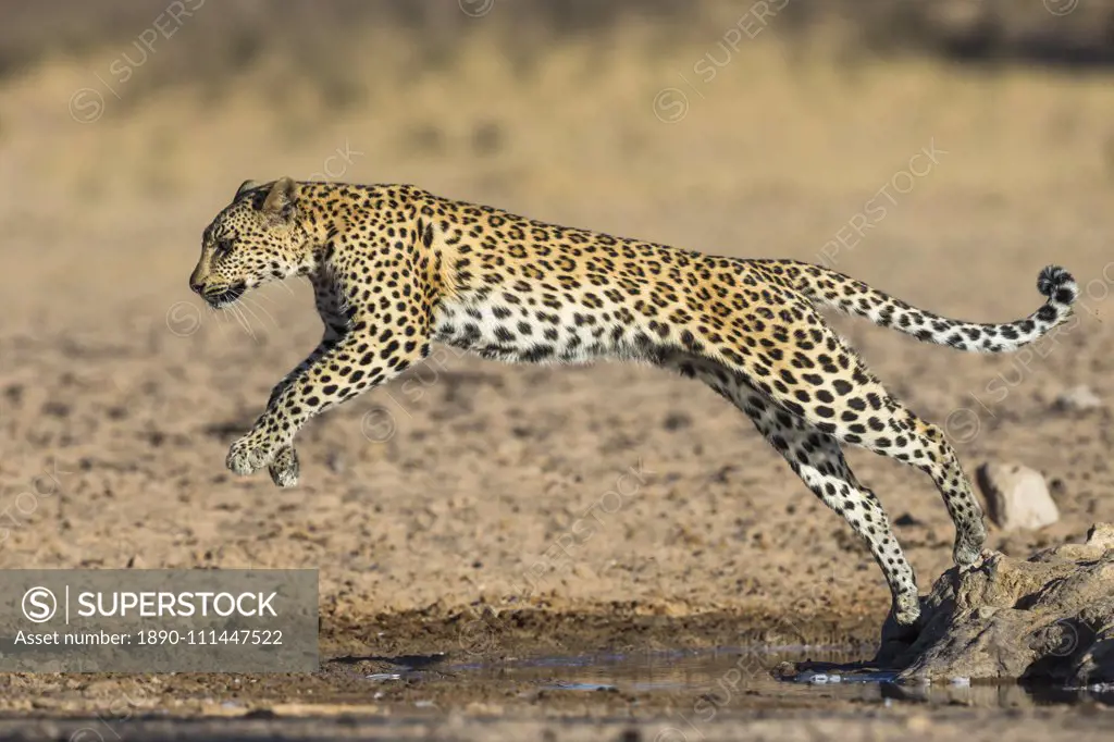 Leopard (Panthera pardus) female leaping, Kgalagadi Transfrontier Park, South Africa, Africa