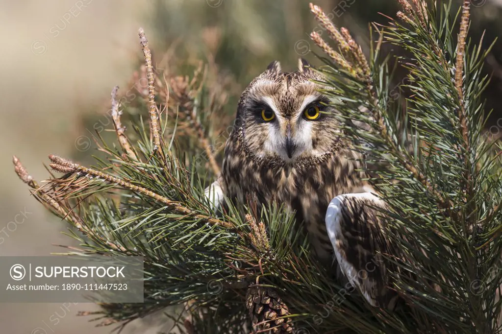 Short-eared owl (Asio flammeus) captive, Holy Island, Northumberland, England, United Kingdom, Europe