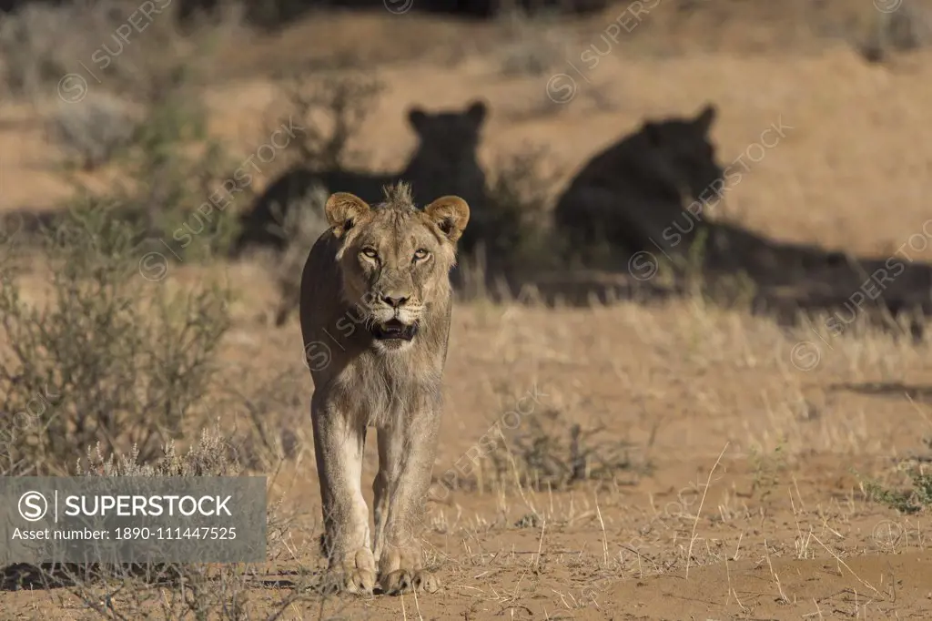 Lion (Panthera leo) male, Kgalagadi Transfrontier Park, South Africa