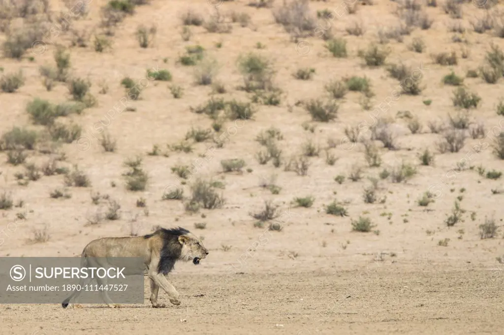 Lion (Panthera leo) male, Kgalagadi Transfrontier Park, South Africa