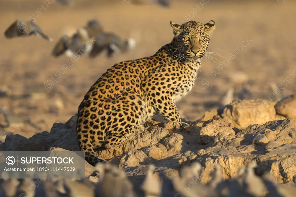 Leopard (Panthera pardus) female, Kgalagadi Transfrontier Park, South Africa, Africa