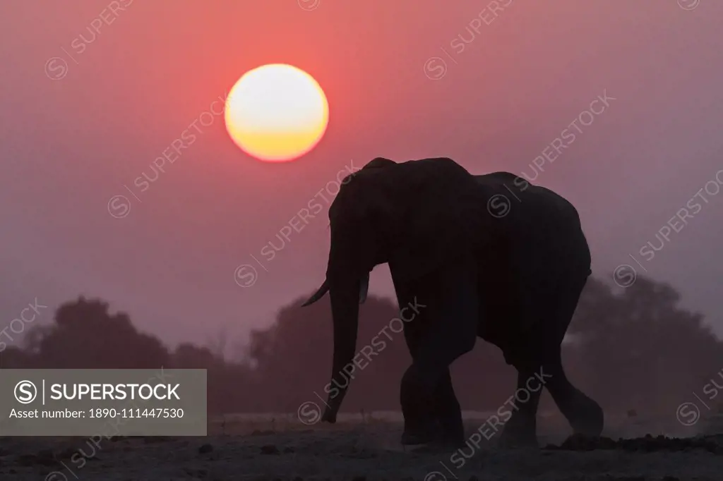 African elephant (Loxodonta africana) at sunset, Chobe National Park, Botswana, Africa