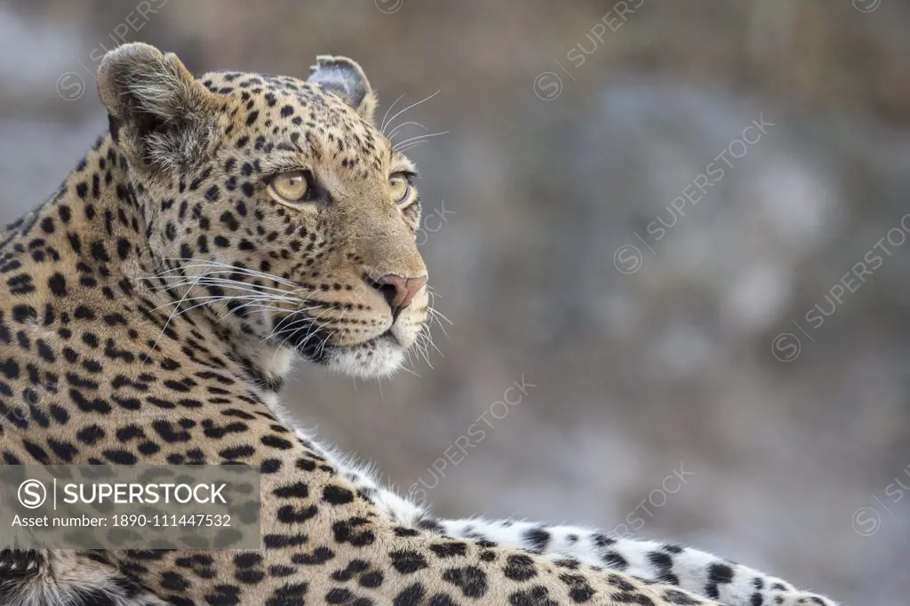 Leopard (Panthera pardus) female, Chobe National Park, Botswana, Africa