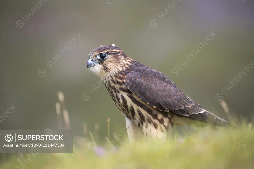 Merlin (Falco columbarius), captive, Cumbria, England, United Kingdom, Europe