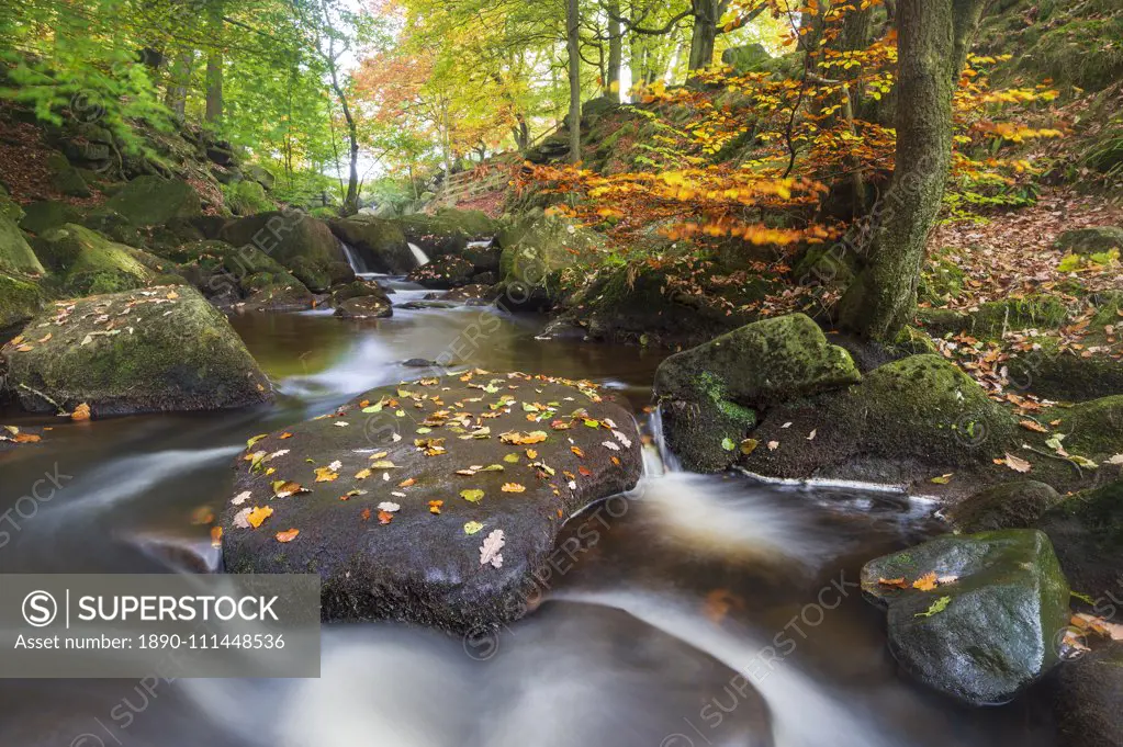 Padley Gorge in autumn, Peak District National Park, Derbyshire, England, United Kingdom, Europe