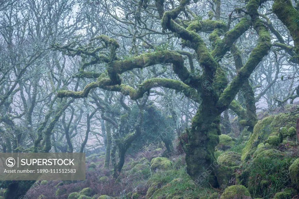 Moss covered tree in Wistman's Wood in winter, Dartmoor National Park, Devon, England, United Kingdom, Europe