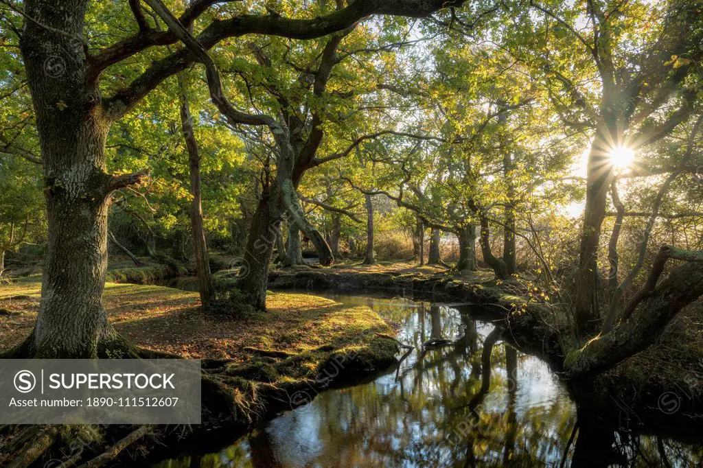 Early morning sunshine penetrates the deciduous woodland surrounding Ober Water near Puttles Bridge in the New Forest National Park, Hampshire, Englan...