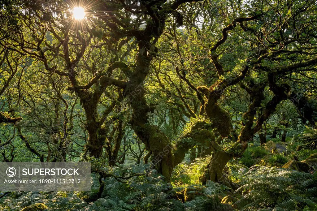 Late evening sunshine in Wistman's Wood SSSI in Dartmoor National Park, Devon, England, United Kingdom, Europe