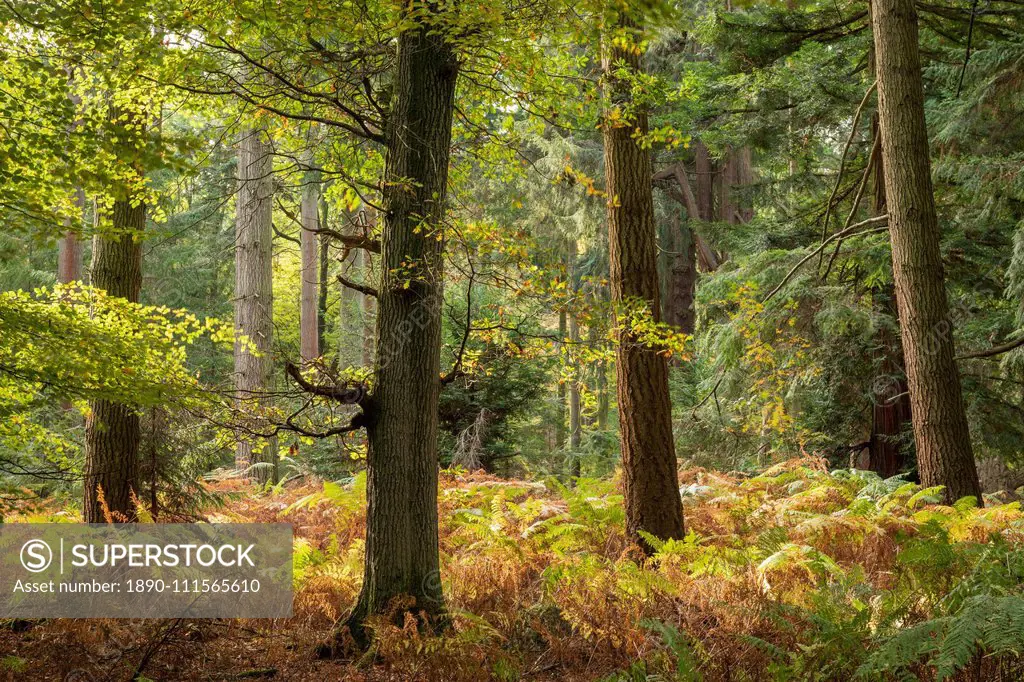 Autumnal colours on a sunny morning near Rhinefield Ornamental Drive in the New Forest National Park, Hampshire, England, United Kingdom, Europe