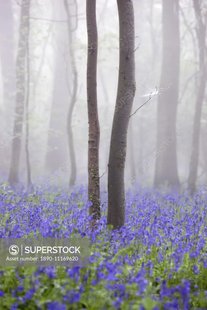 Bluebell wood in morning mist, Lower Oddington, Cotswolds, Gloucestershire, United Kingdom, Europe