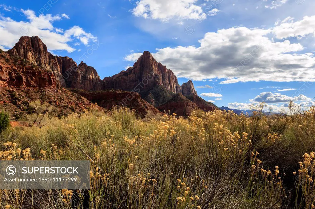 Desert brush and the Watchman in winter, Zion Canyon, Zion National Park, Utah, United States of America, North America