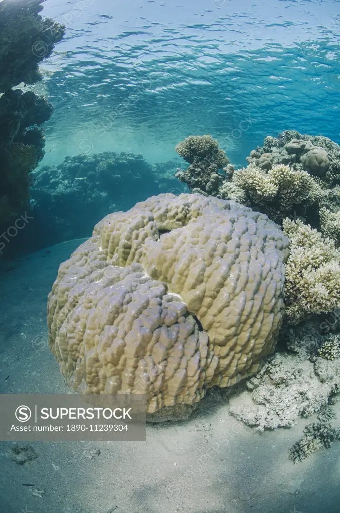 Mountain coral (porites lutea), Ras Mohammed National Park, Sharm El Sheikh, Red Sea, Egypt, North Africa, Africa