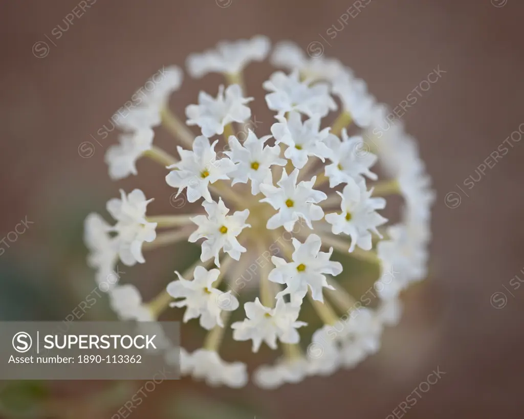 Sand verbena Abronia fragrans, Canyon Country, Utah, United States of America, North America